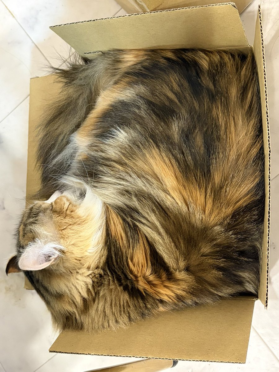かわちこい