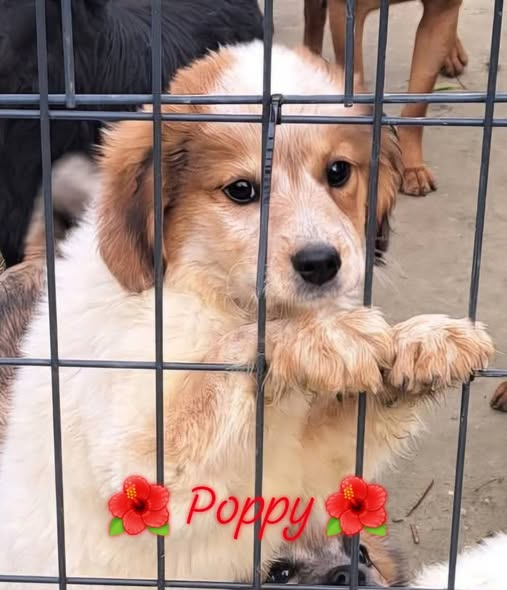 DNVSaveanimals tweet media