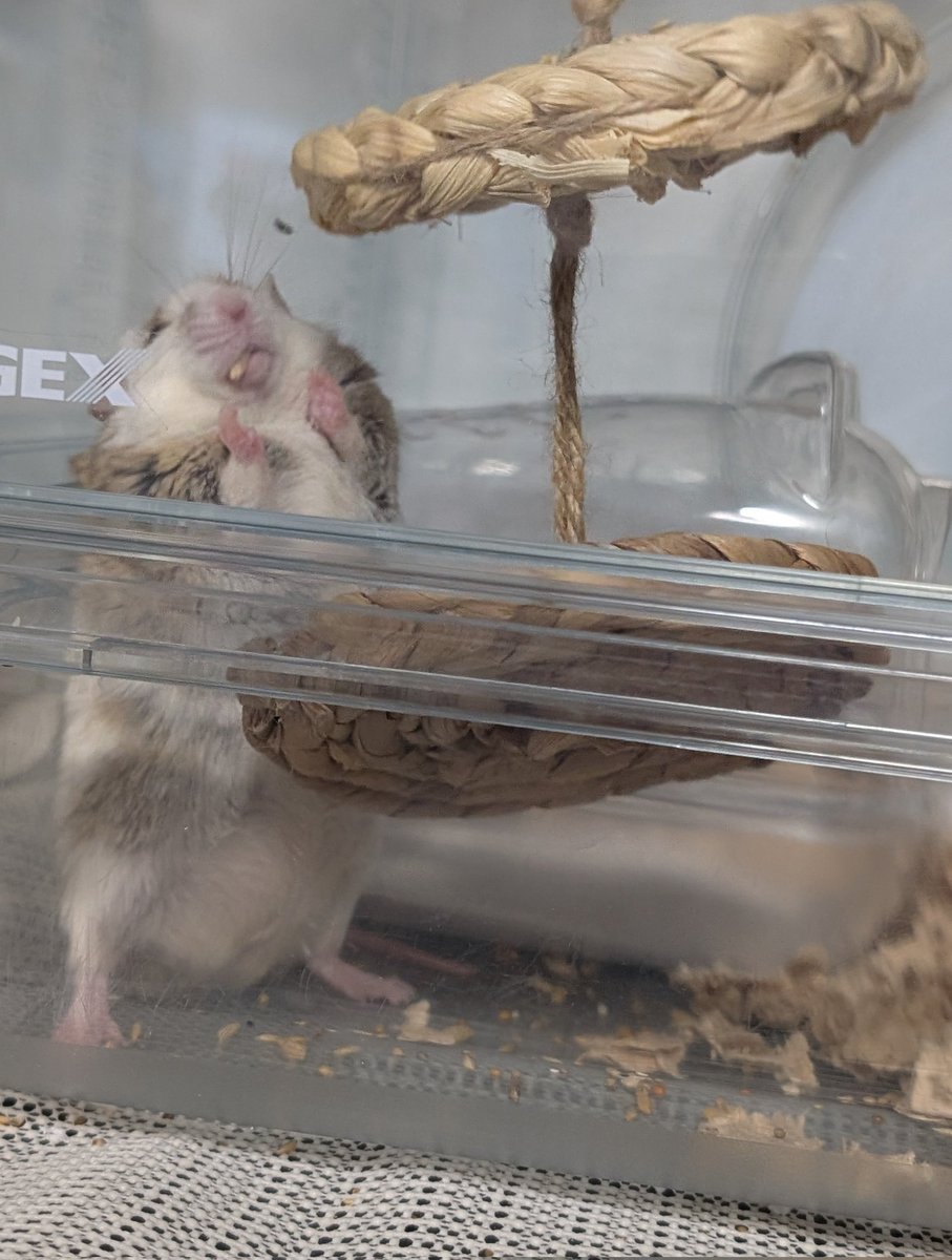 kaerunodollya's tweet image. うおっヤワゲネズミ可愛すぎる🐭✨🥰