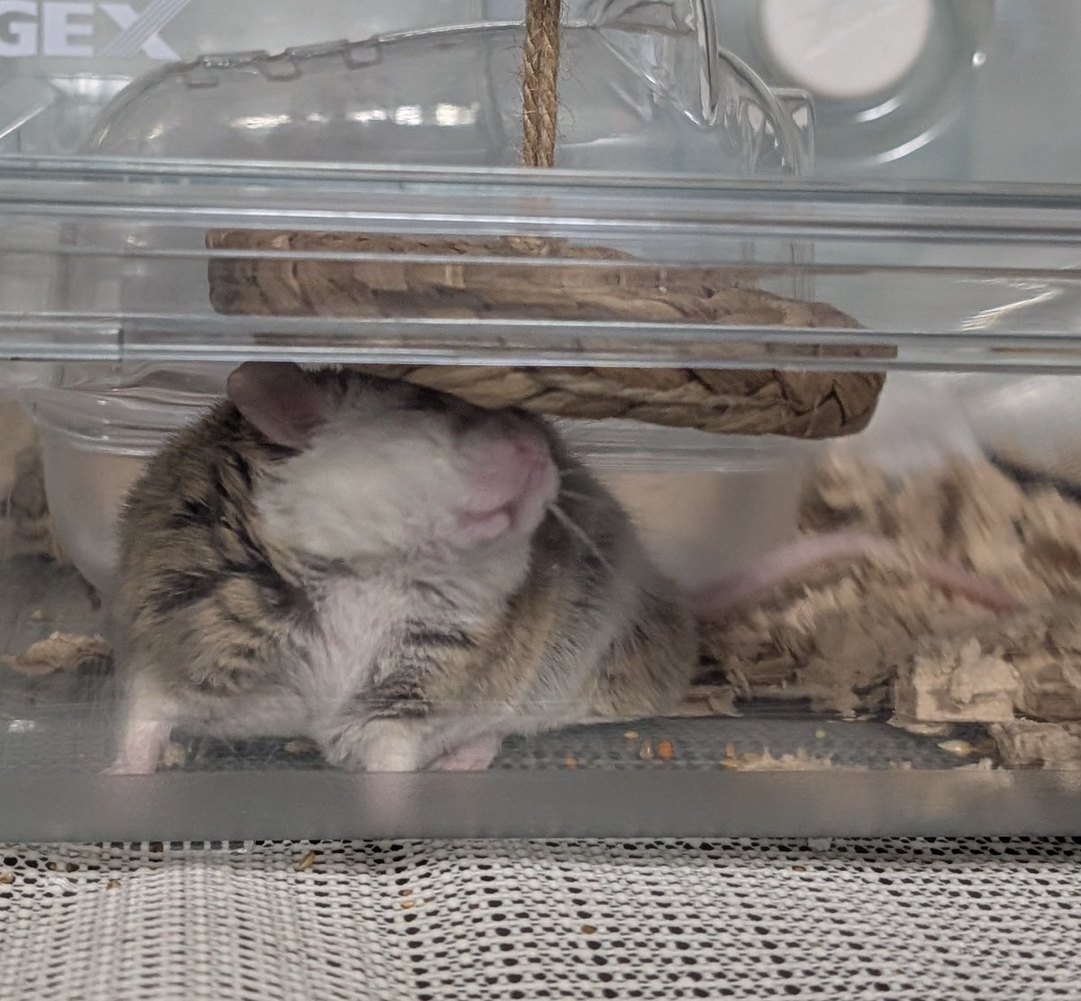 kaerunodollya's tweet image. うおっヤワゲネズミ可愛すぎる🐭✨🥰