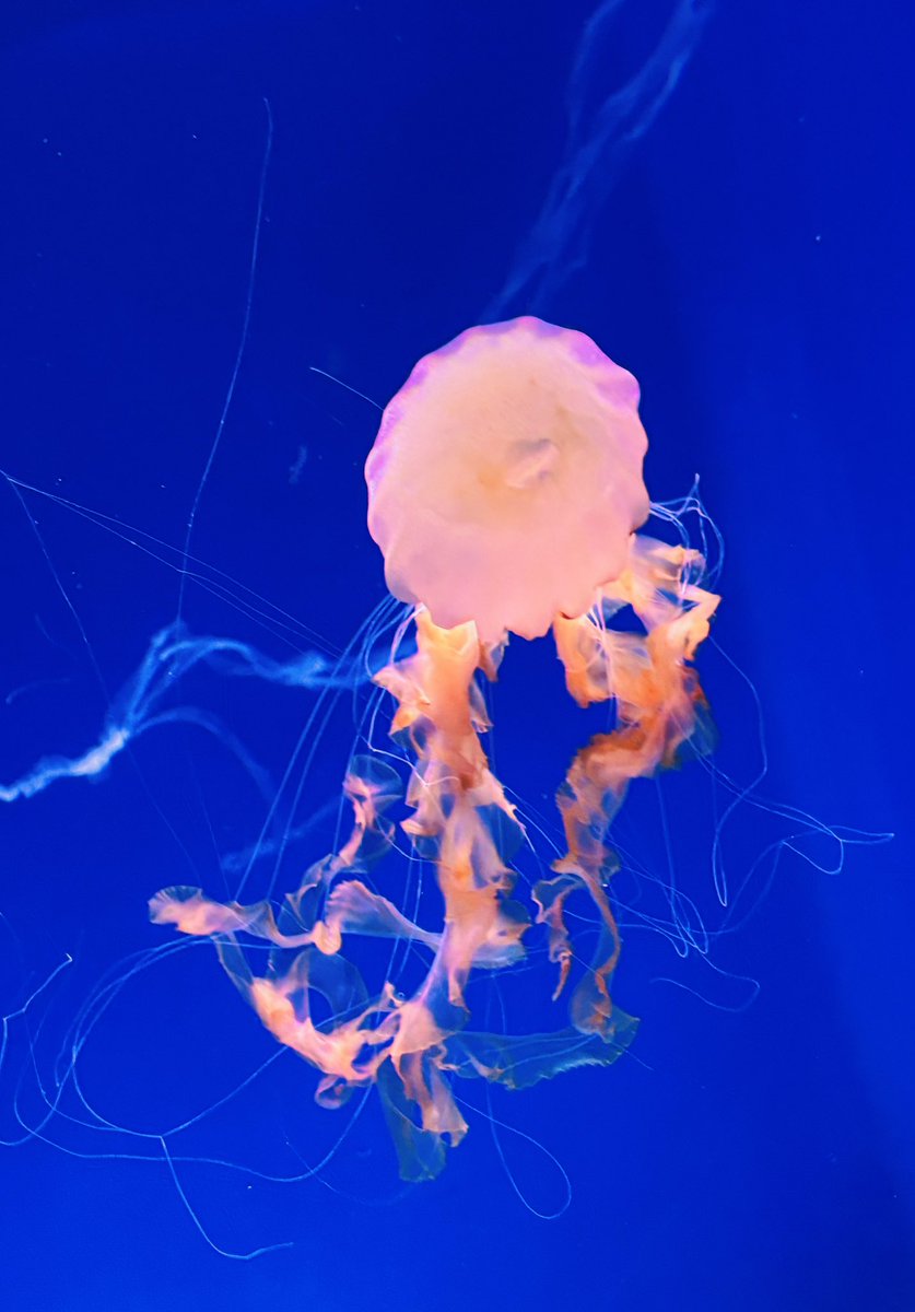 綺麗に取れたクラゲを見てもらおう