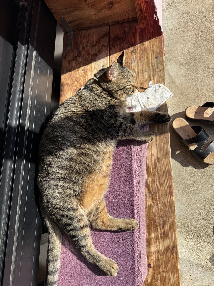 週休8日の猫吸い (@8VA64ArRkX7nOHE) / Posts / X