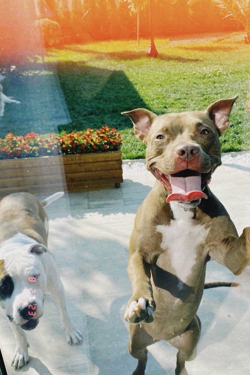 Rose’u <a href="/enerjisa/">Enerjisa</a> ’nın ihmali yüzünden kaybettim.
Yarın 1 yıl olacak.
Adalet hala gelmedi. Acısı ise ilk günkü gibi.

#roseicinadalet