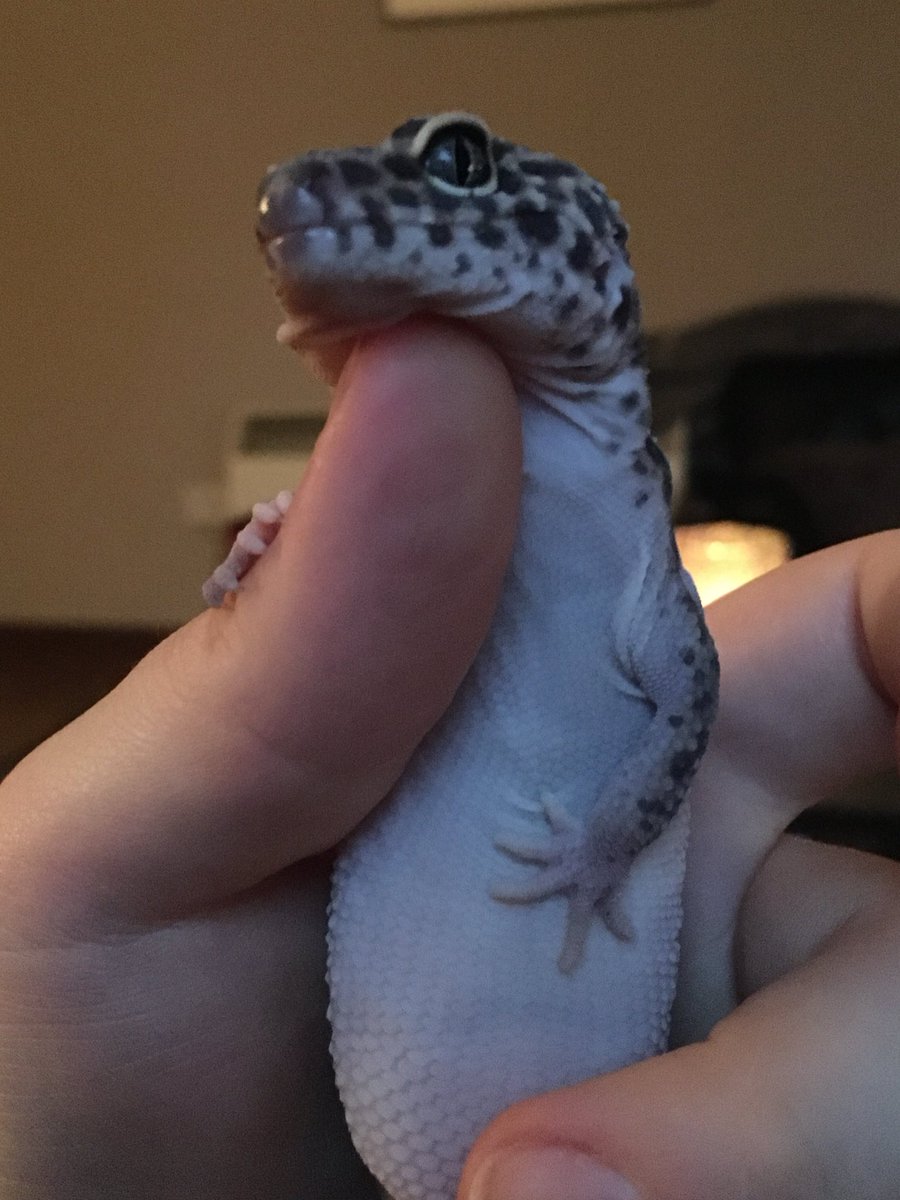 _lou_95's tweet photo. @Garrett_Watts This is Gwen. She’s a 6.5 year old leopard gecko. I got her when she was 4 months old. The first picture is her holding her tummy after dinner and showing how proud she is of her chubbiness. The second picture is her showing how she feels about authority. 100/10 the best girl 🦎 https://t.co/zBb96ABiLA
