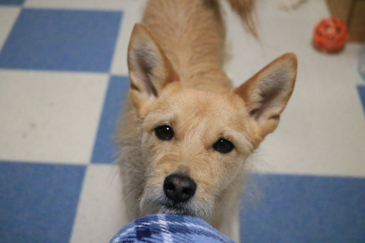 犬ちゃん (@dogchan1010) / Posts / X