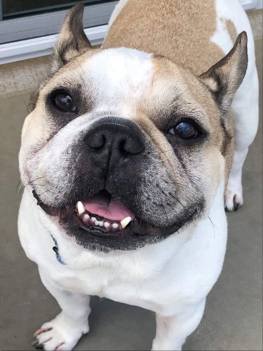 French Bulldog 🐶 tweet media