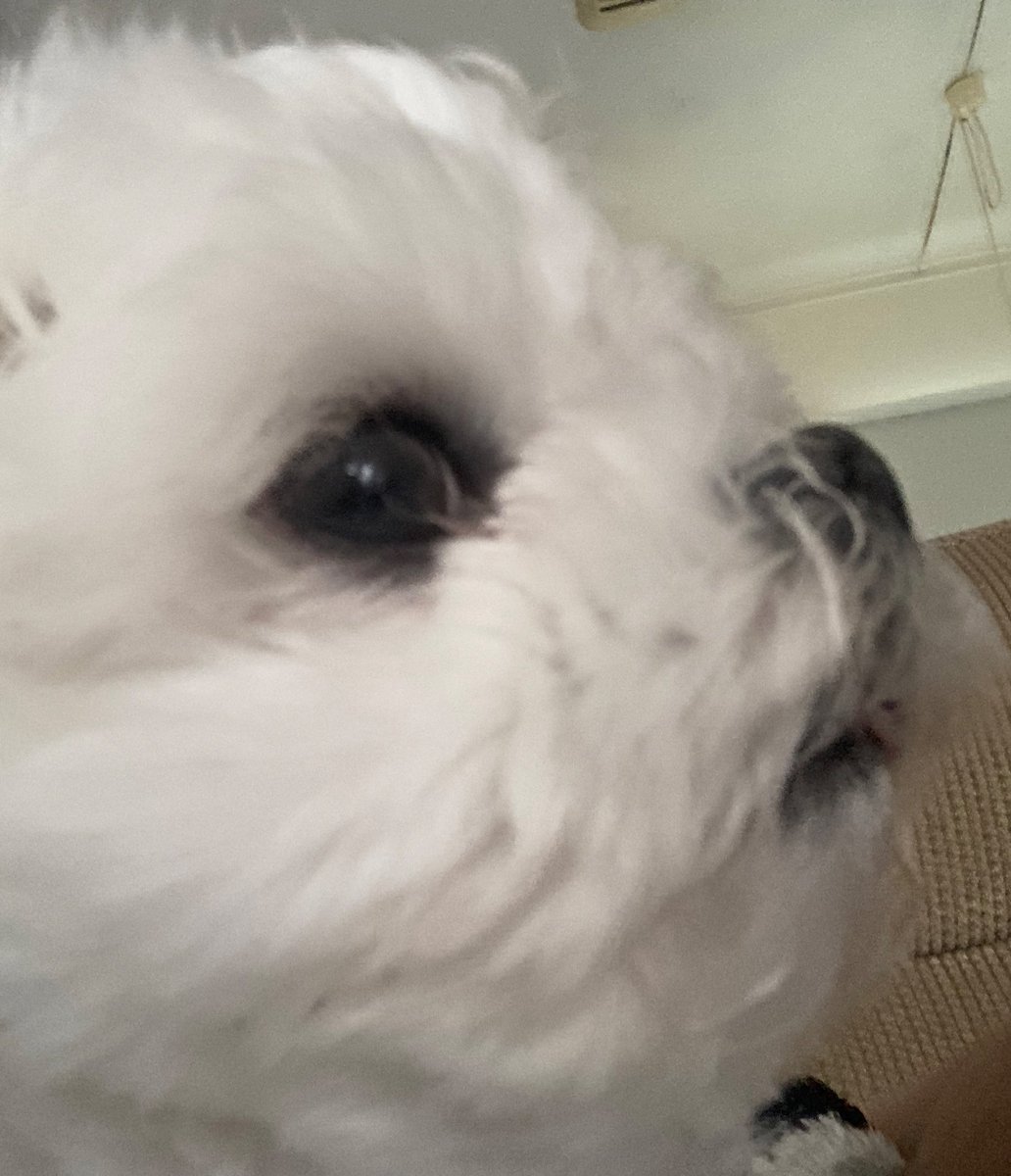 melon_1127's tweet photo. 鼻のビフォアフで横顔の角度変える整形垢みたいな撮り方になった https://t.co/KVR7RWFp6U