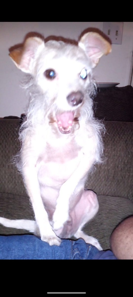 MeisterMemes's tweet photo. @Garrett_Watts Scrappy. He's um... idk he's my dog https://t.co/LNJ0OvDocI