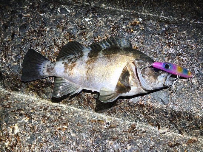 もう時合い一発目終わったで君ら 