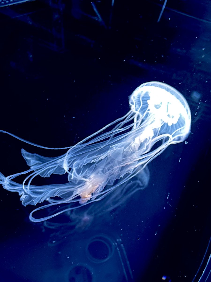 swemy_ltr310's tweet photo. 仕事が落ち着いてきたので前々から行きたかった、すみだ水族館に行ってきた。クラゲ好きには堪らんし大水槽も堪らん。何時間でも見ていたい。
あとペンギンさんも色々と大変だなと思った次第。 https://t.co/1WkEqRySyU