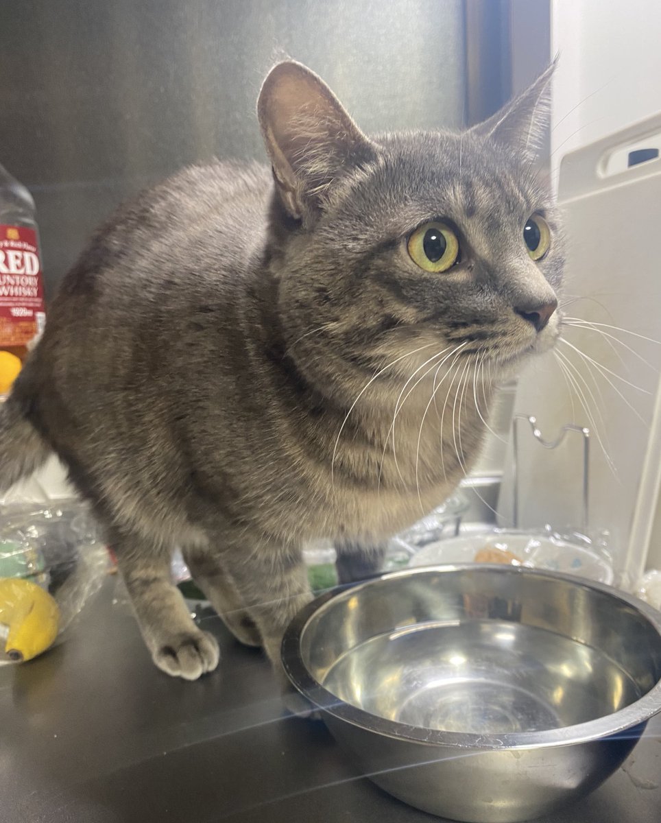 これは、人間（旦那）がいきなりスクワットを始めた事に驚きを隠せない猫の写真です。
（スクワットしてる間、ずっとこの顔やったw）