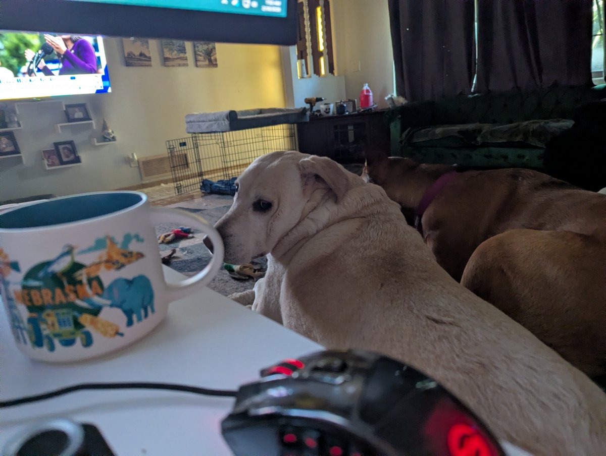 DogsRAngels1's tweet photo. Another commemorative coffee mug☕️That's JUST what we needed. 🙄🙄Should've been an extra toy for me I think... #dogsofX #sideeyesaturday https://t.co/itpP4lTp62