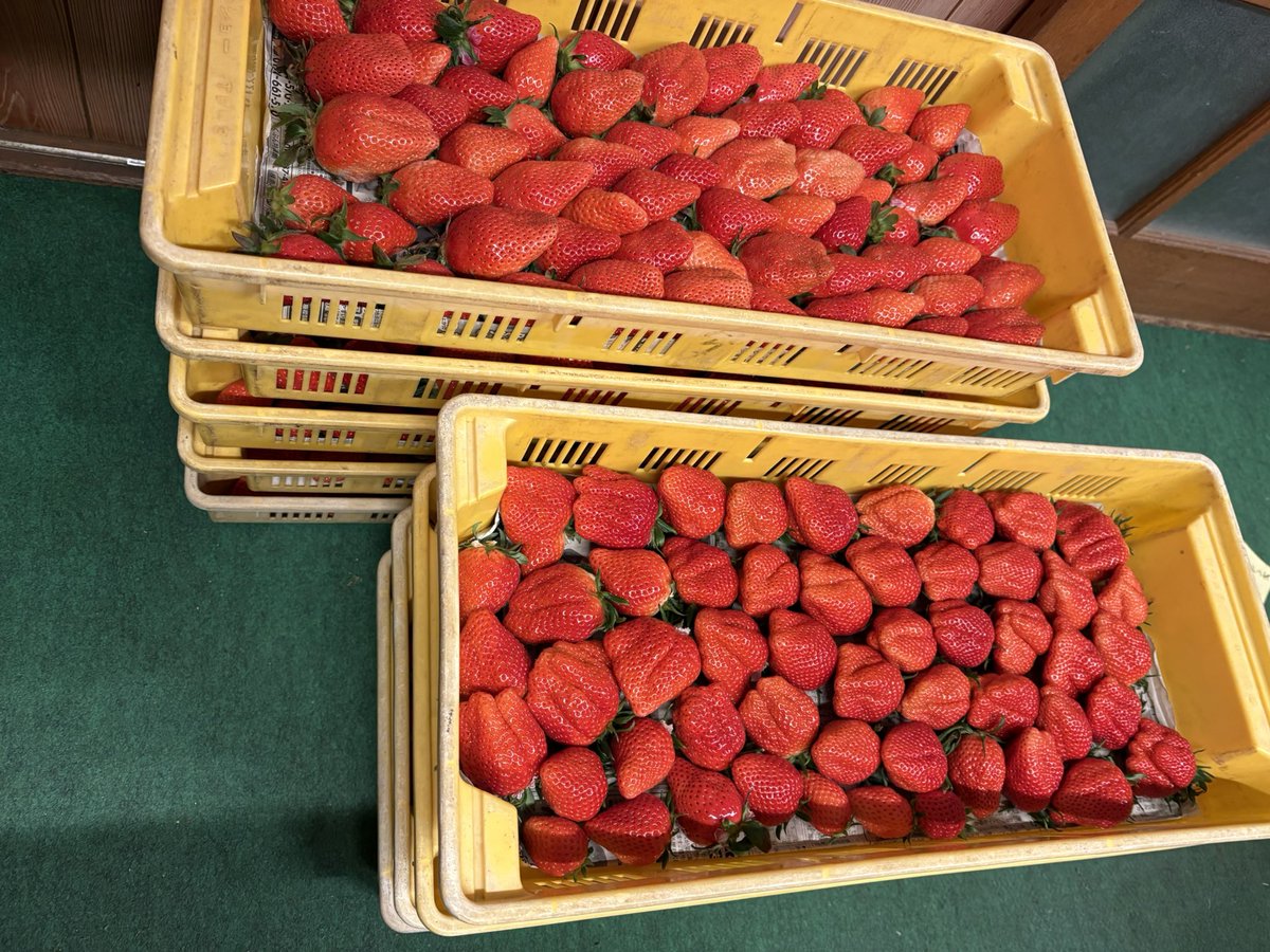 いちご🍓15（イチゴフィフティーン） (@suda15en) / Posts / X