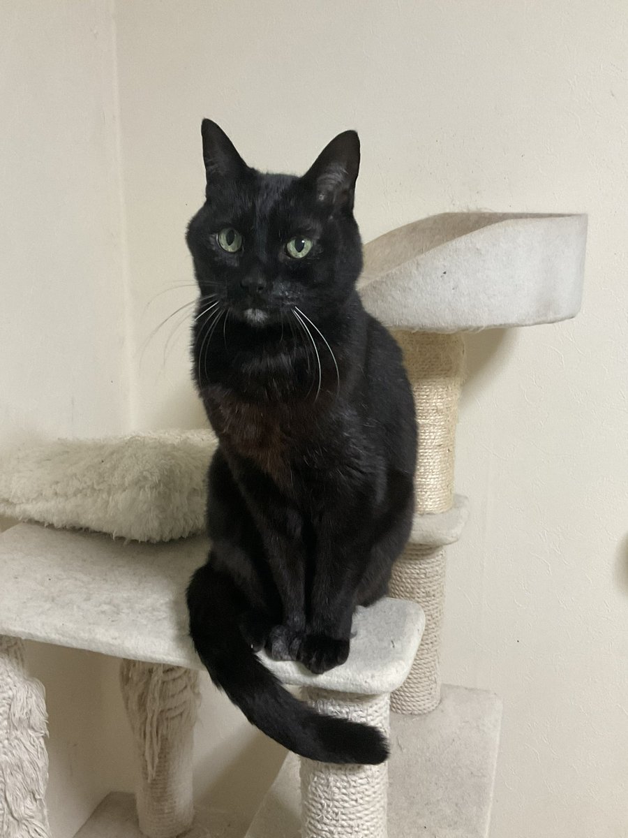 どっちも選べないけど、うちにいるのは黒猫です😅 なので黒猫 おじー