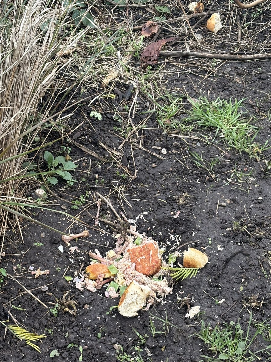 21 February 2026 Saturday 
- I cleaned the bread at 9am, by 10am someone left lots of tuna, meat, bread, bones 🦴 in the same spot. If they want to feed the fox they should do it at dusk and wait for the fox. Don’t leave it there!