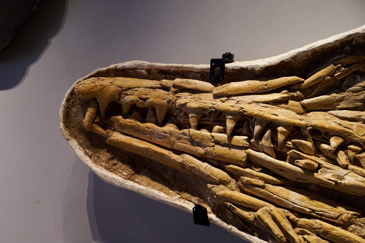 海のトカゲ」を意味する名を持つ、白亜紀の海棲爬虫類モササウルス