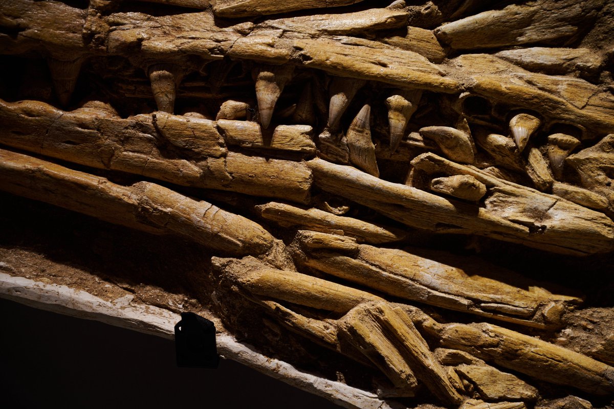 海のトカゲ」を意味する名を持つ、白亜紀の海棲爬虫類モササウルス
