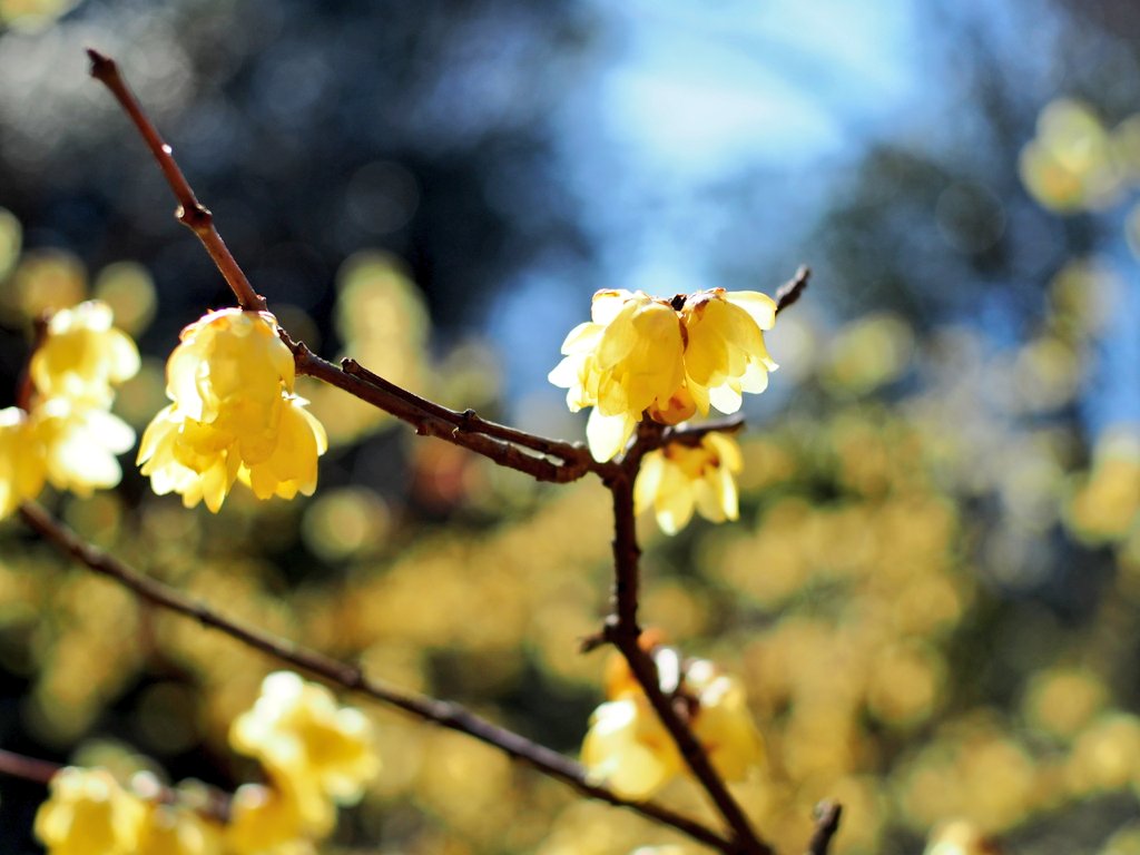 ゴン太 (@Jyoutaro_Togo) / Posts / X