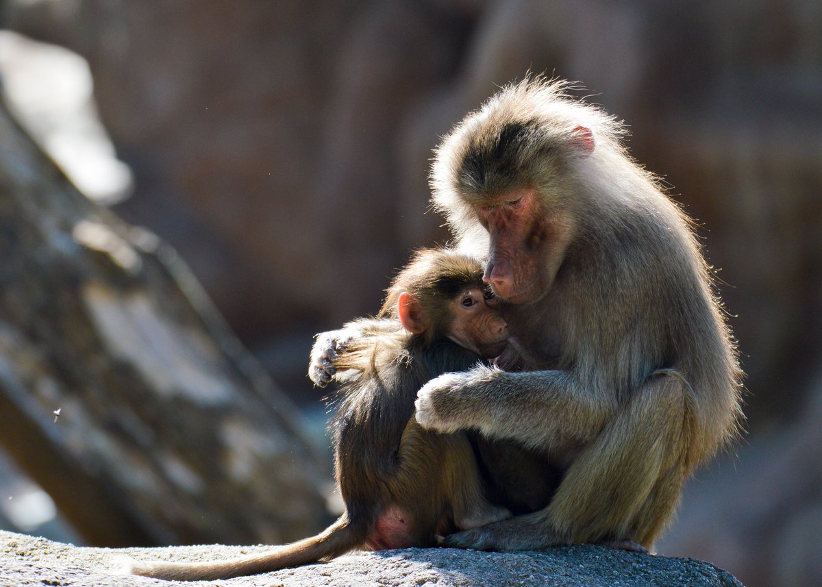 some of my photos of monkey moms with their babies