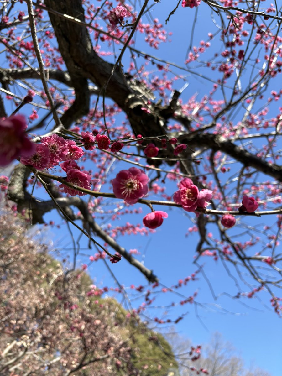 2月の終わりに近づきあったかい日々
梅が咲いてたよー
大好きな場所に行ける喜び✨
今年もご挨拶に通います⛩️