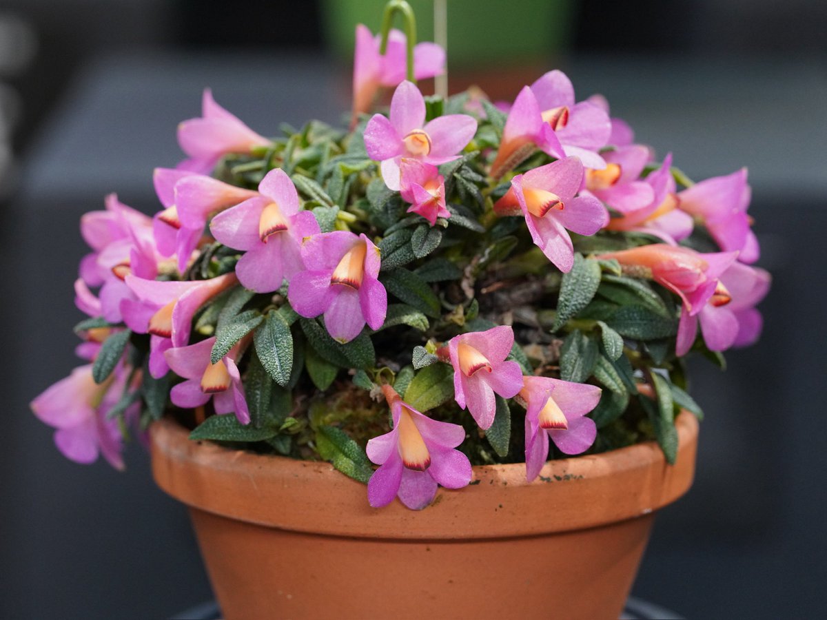 福岡蘭展2026】入賞花 最優秀賞（平田ナーセリー提供） Den