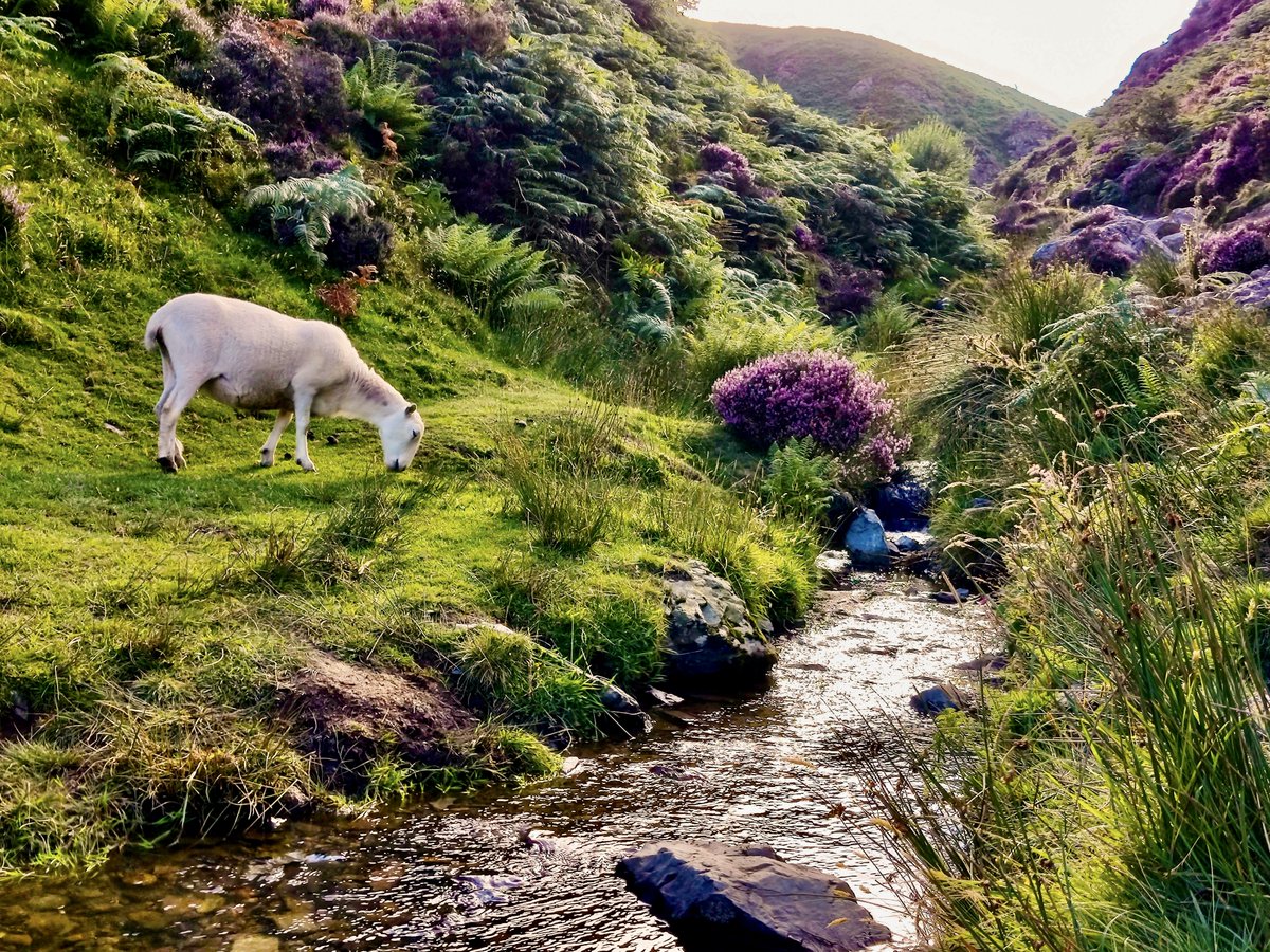 The LORD is my shepherd; I have all that I need. He lets me rest in green meadows; he leads me beside peaceful streams. He renews my strength. He guides me along right paths, bringing honor to his name. (Psalm 23:1-3 NLT)