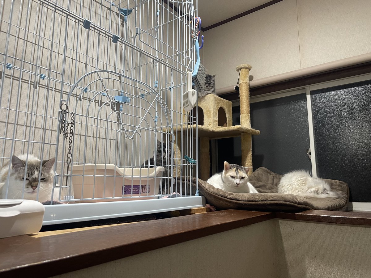 「おしっこするまで出られない部屋」の猫を、
見守る猫🐱