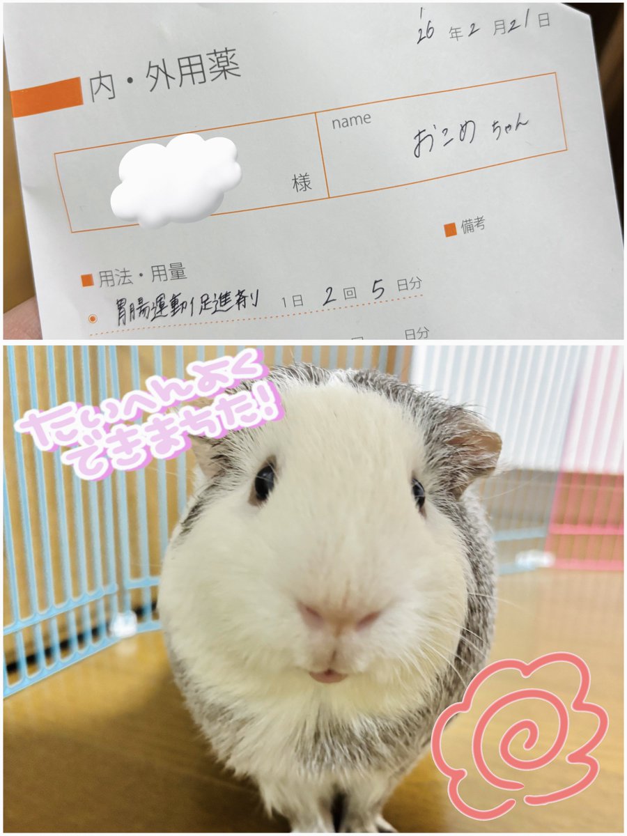 🫘は出るようになったけど、総じていつもより量が少ないので、念のため病院行ってきた🏥
胃腸の動きを良くするお薬貰って様子見する事に。初めてのお薬は良い子で飲めました👏🏻✨

#モルモットのおこめ
#イングリッシュモルモット