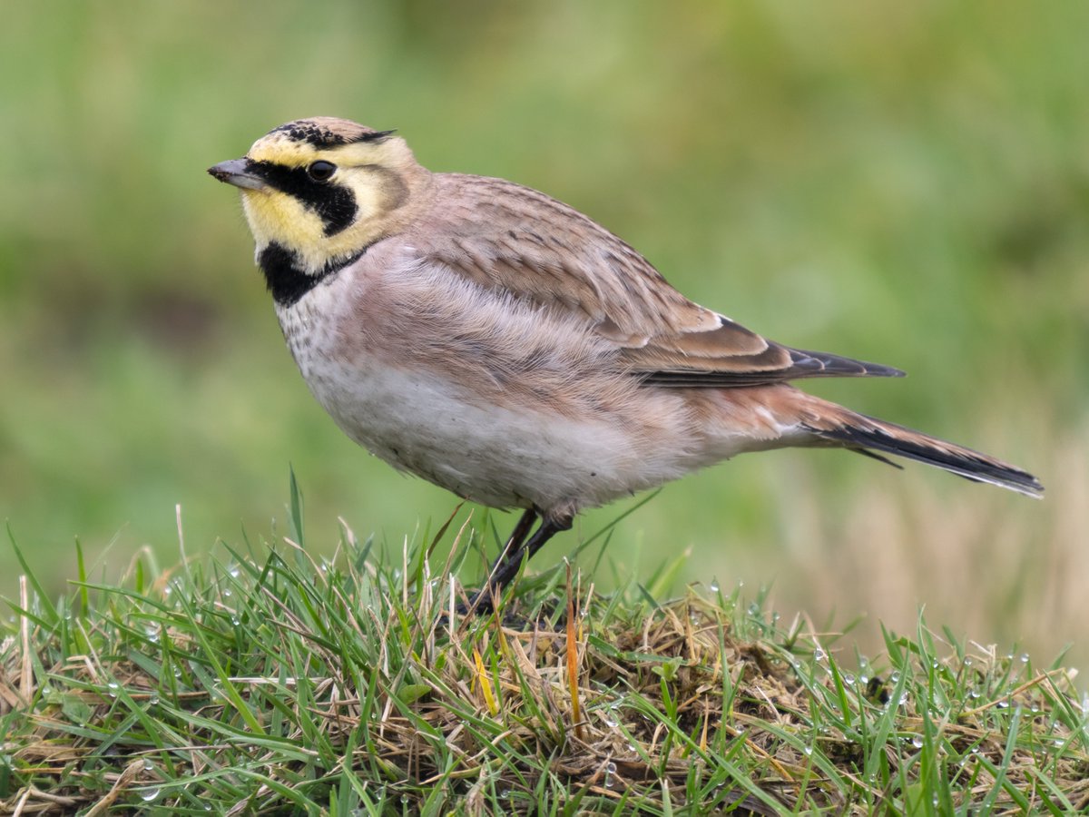 John Oates tweet media