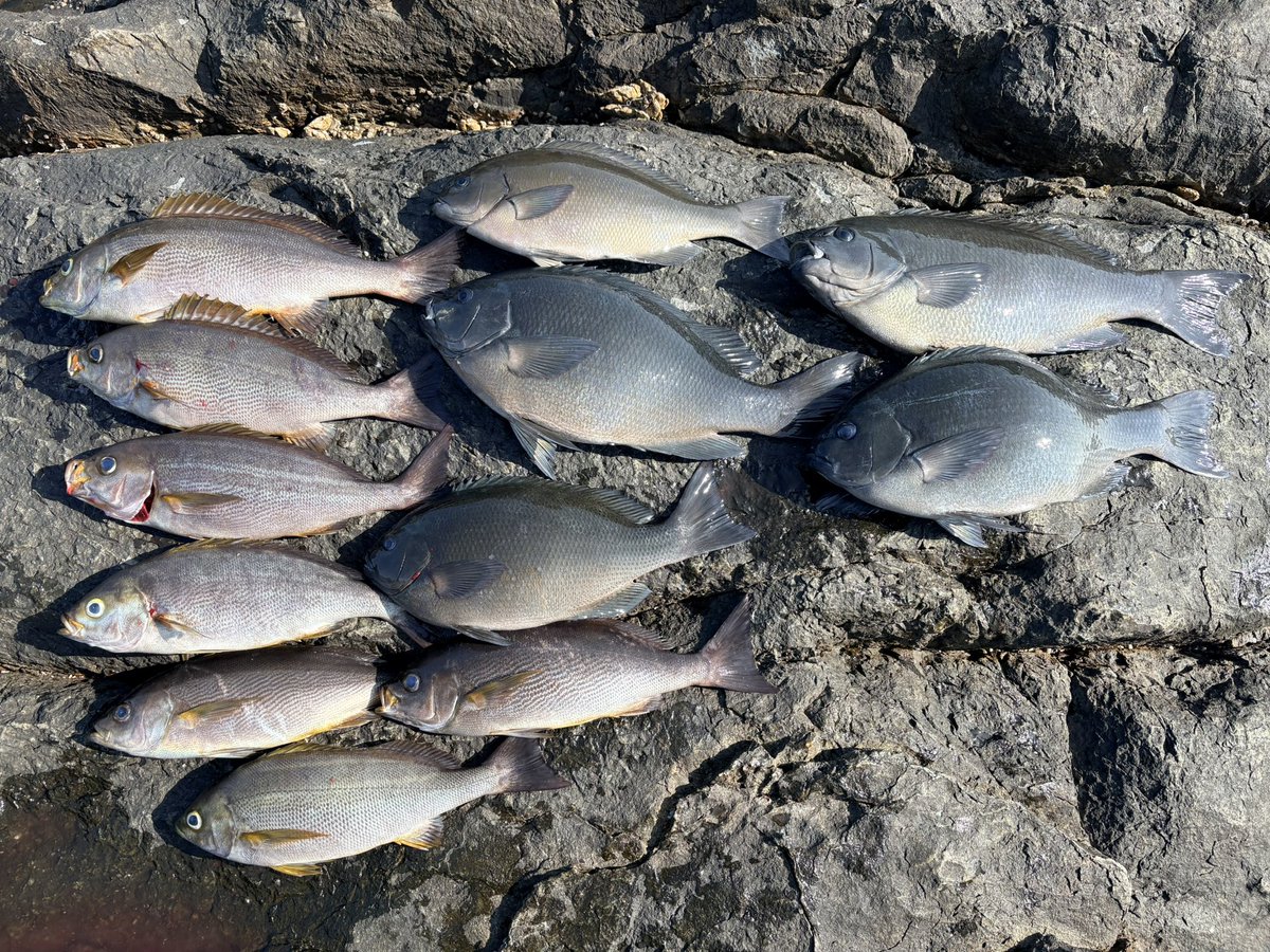 Life6Fishing's tweet photo. 釣り旅3日目は御五神でした。
激流ガンガンの釣り場で、朝はイサキが優勢なものの潮流が緩むと良型グレが当たってきてくれました♪昼手前には今日イチの重量感！これが50cm一歩手前の49cmでした。グレ5枚(49/46/44/36✖︎2)とイサキ7枚(42〜35cm)でした
#グレ
#御五神
#フカセ https://t.co/cApnDpWunW
