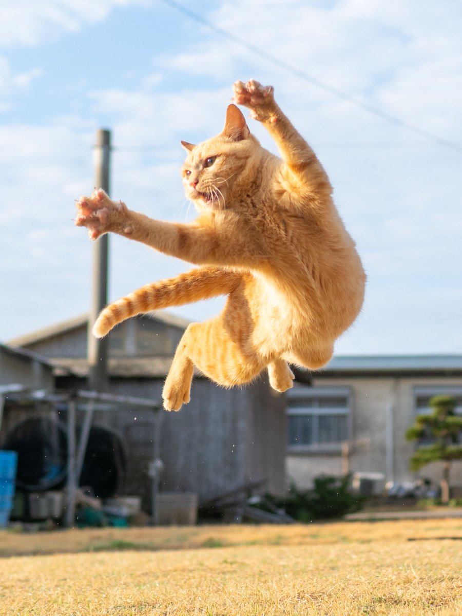 久方 広之「のら猫拳」 (@sakata_77) / Posts / X