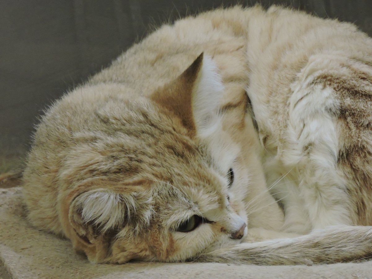 スナネコのアミーラ様をUPします。 スナネコは動物園に行って見よう