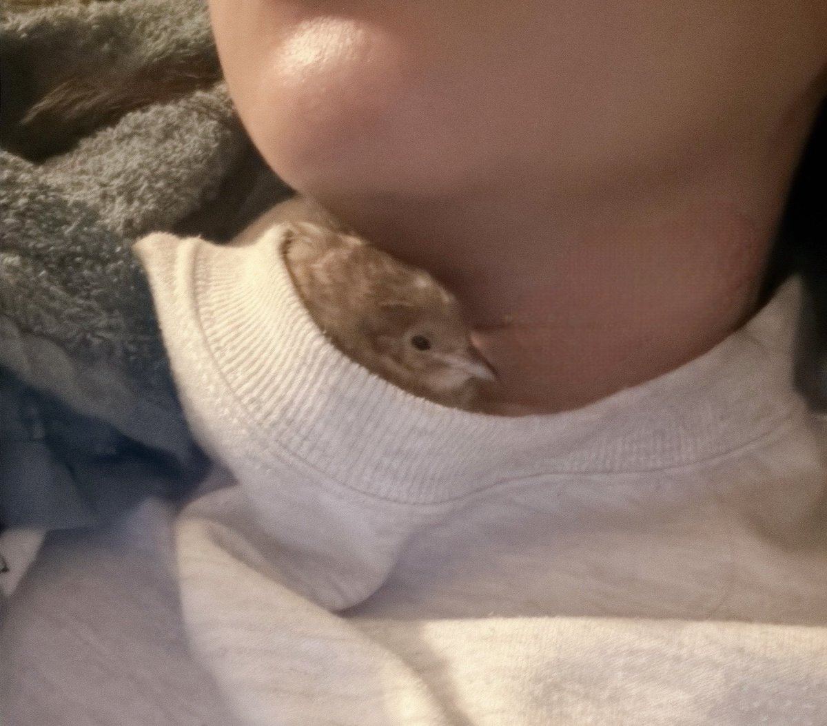 Post by うずらちゃん on X: ひょっこり おみ