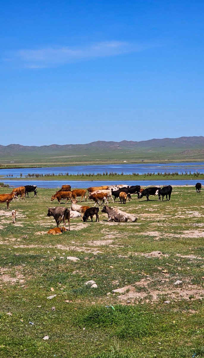 몽골엔 꼭 가보세요...🇲🇳