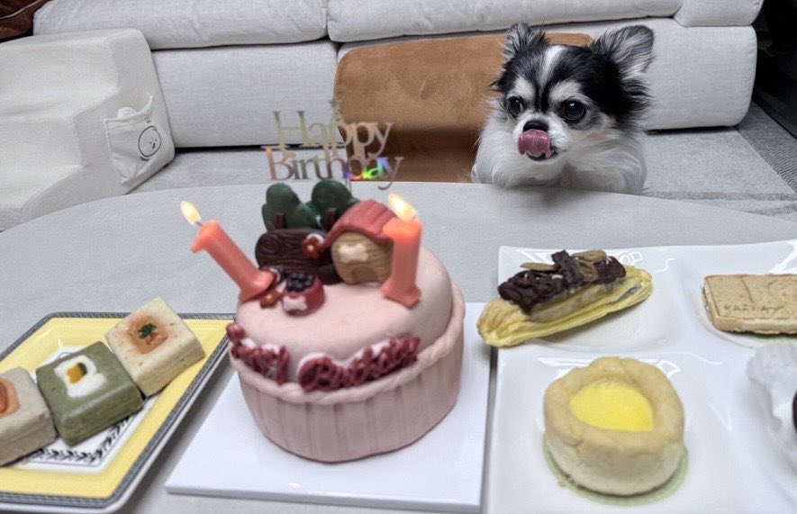 까미 정말 사랑받는 강아지임
매년 끝내주는 생일상을 받음