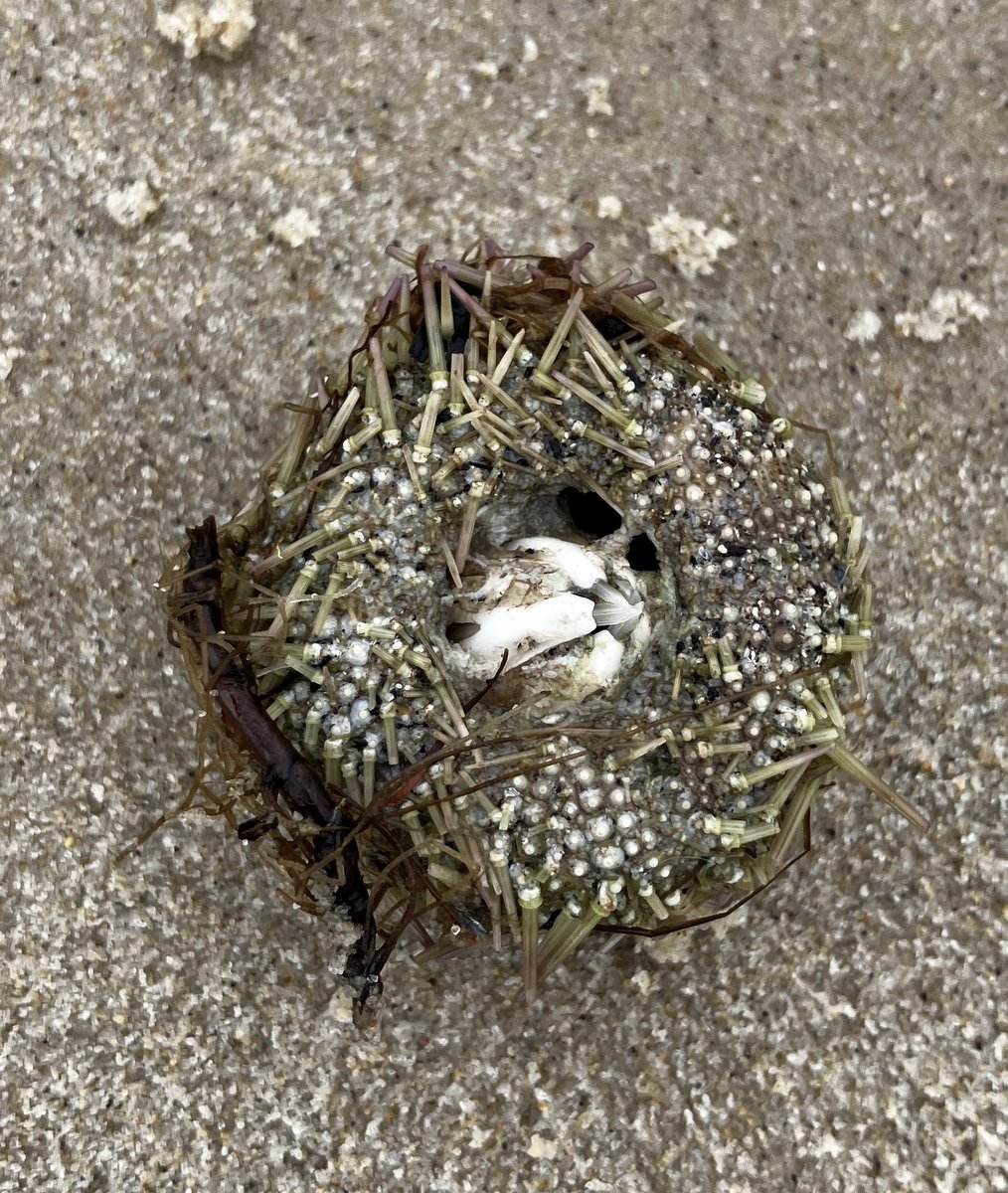 foodgrower's tweet image. Nothing like a dose of sea air. Another lovely stay @the_pig_hotels #studland. The storm had washed up some interesting #sealife inc #ottershells, baby #lobsters &amp;amp; #seaurchins. Just so great to catch up with old chums in their wonderful home complete  with #bantamchickens