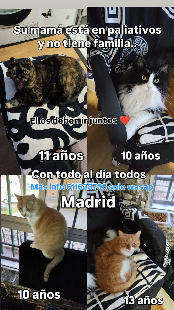 SOS Abuelos tweet media