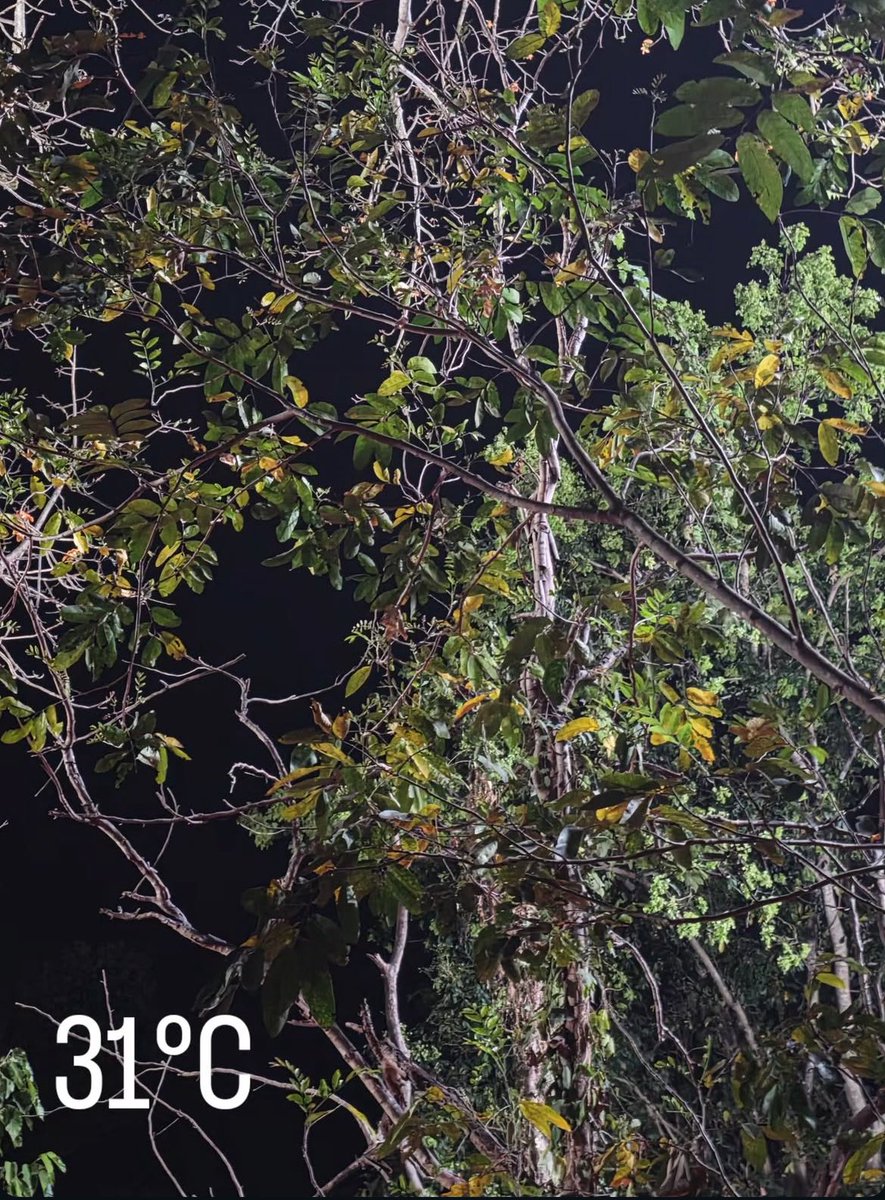 คุณบี๋เข้าป่าไปเป็นทหารหรือไปเป็นเสือสมิงล่ะลูกเล่าให้แม่ฟังบ้าง