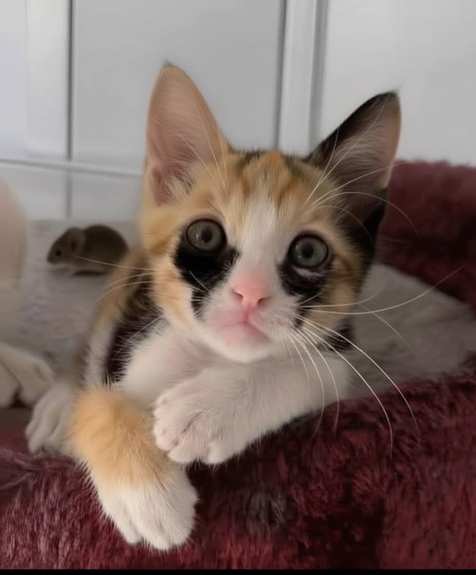 We don't deserve cats 😺 tweet media