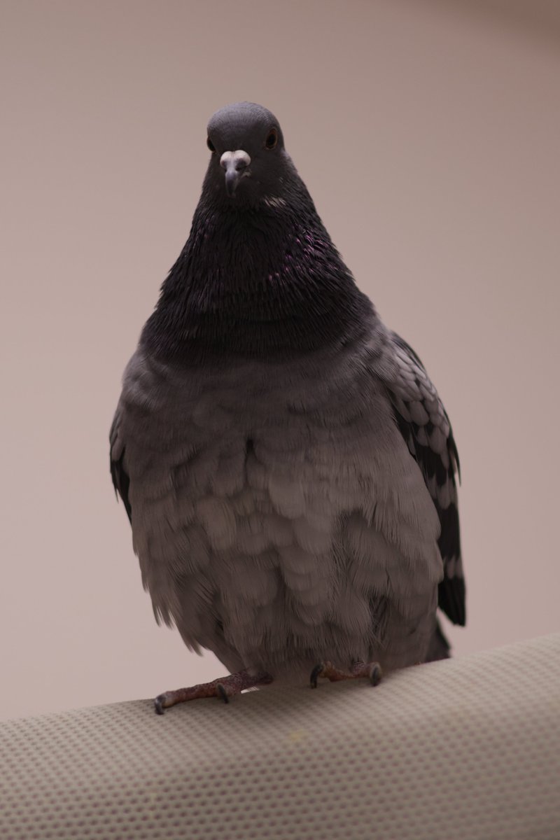 もももももこもこもこ