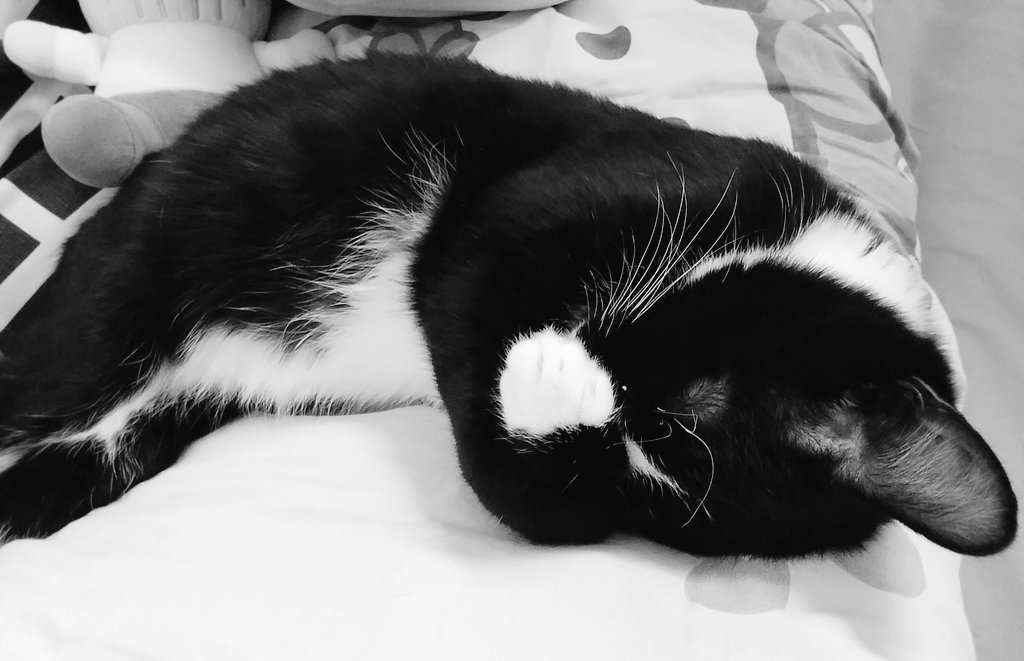 cywluu's tweet image. me hiding from my responsibilities