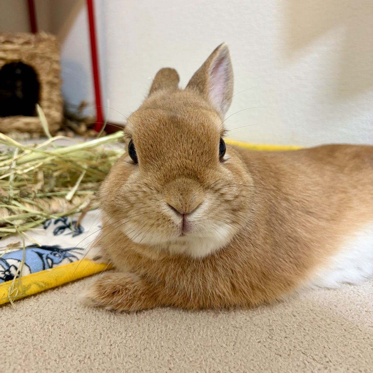 始まるよ🏃🏃‍♀️💨 #大阪マラソン #うさぎ #ネザーランドドワーフ