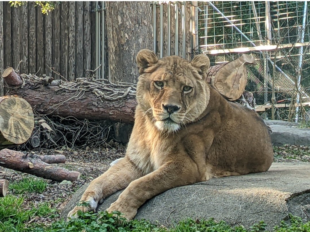 🥸『大きな大きな穴が埋まらない…』 📷️ 2022/2/26 #ライオン #ライ