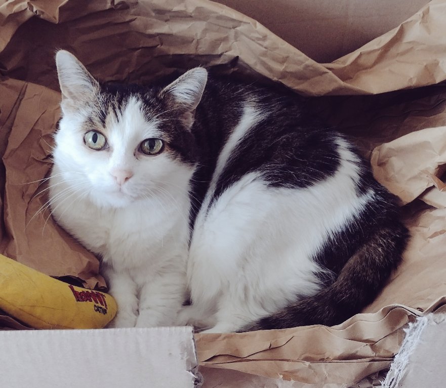 Angel Kitty 🌈 & Peppino tweet media