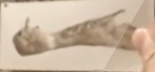 Ole Zant tweet media