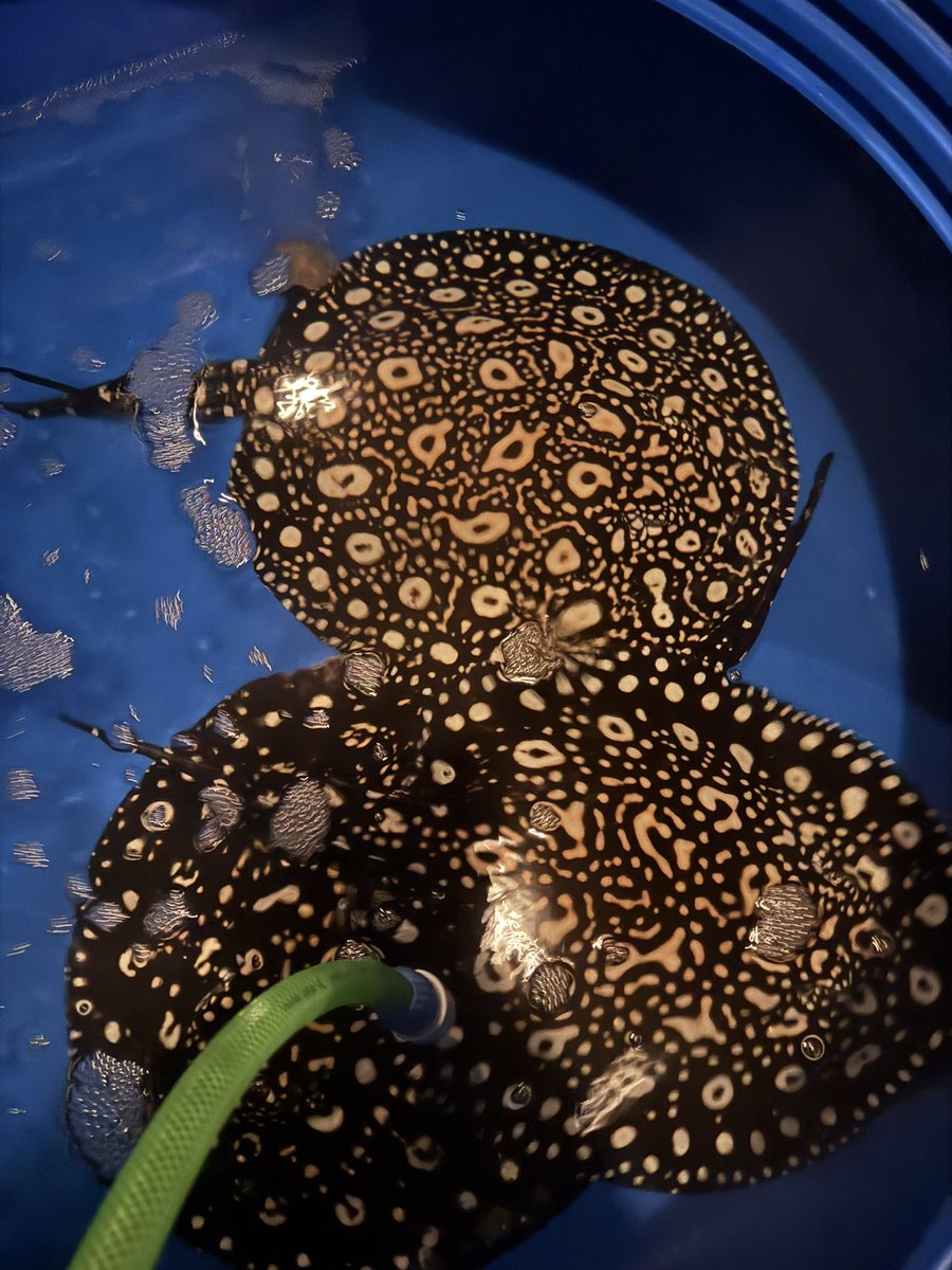 アロたい tweet media