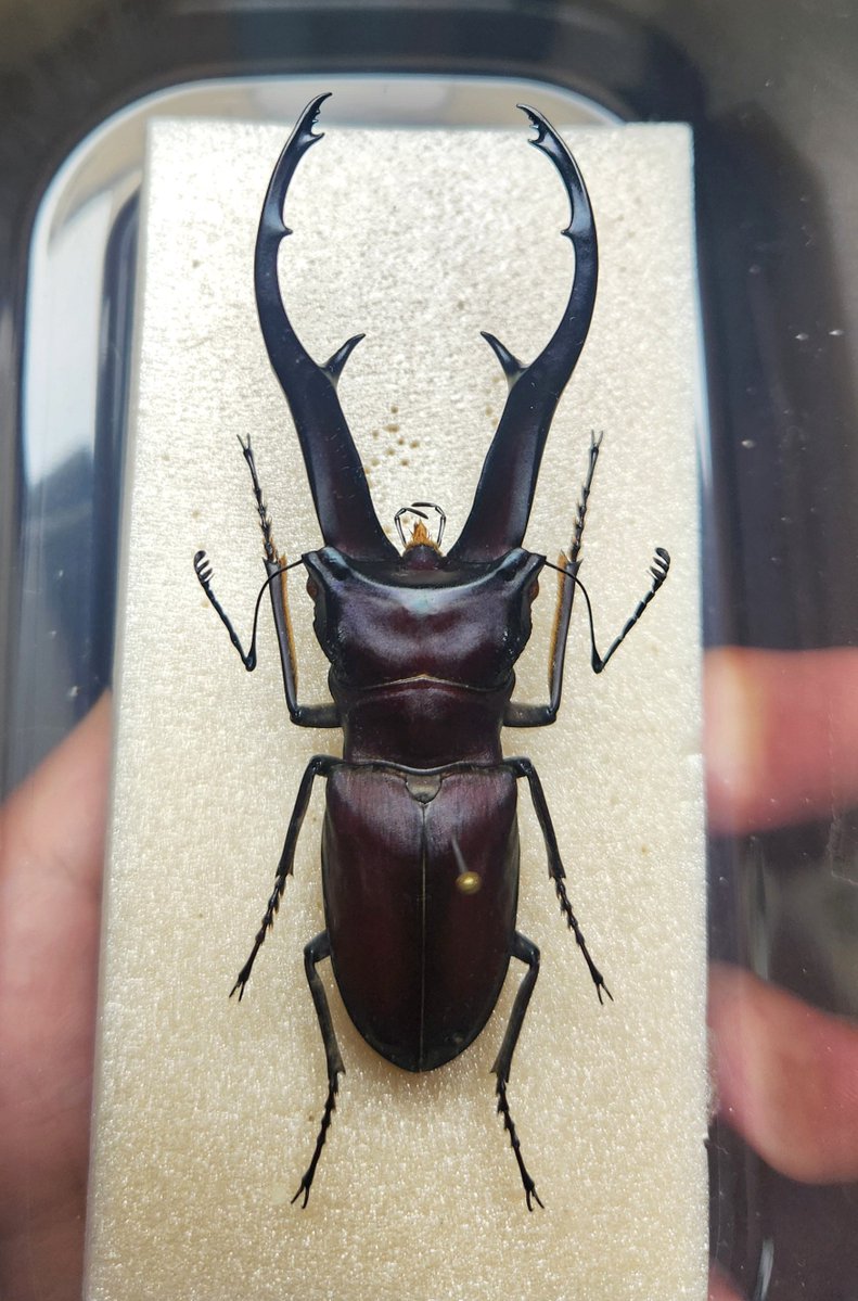 黒虫箱 (@Toshiyuki_MLK) / Posts / X