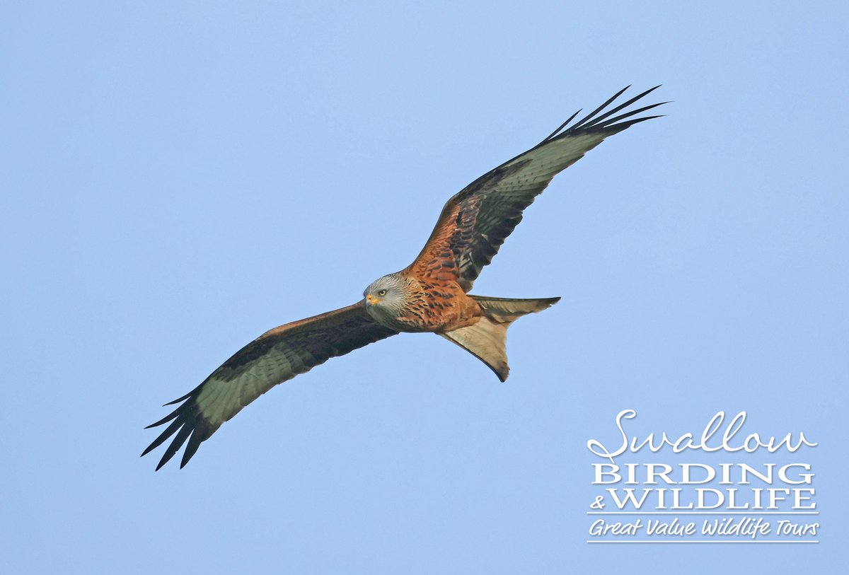 Swallow Birding & Wildlife tweet media