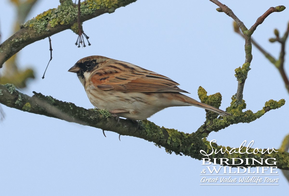 Swallow Birding & Wildlife tweet media
