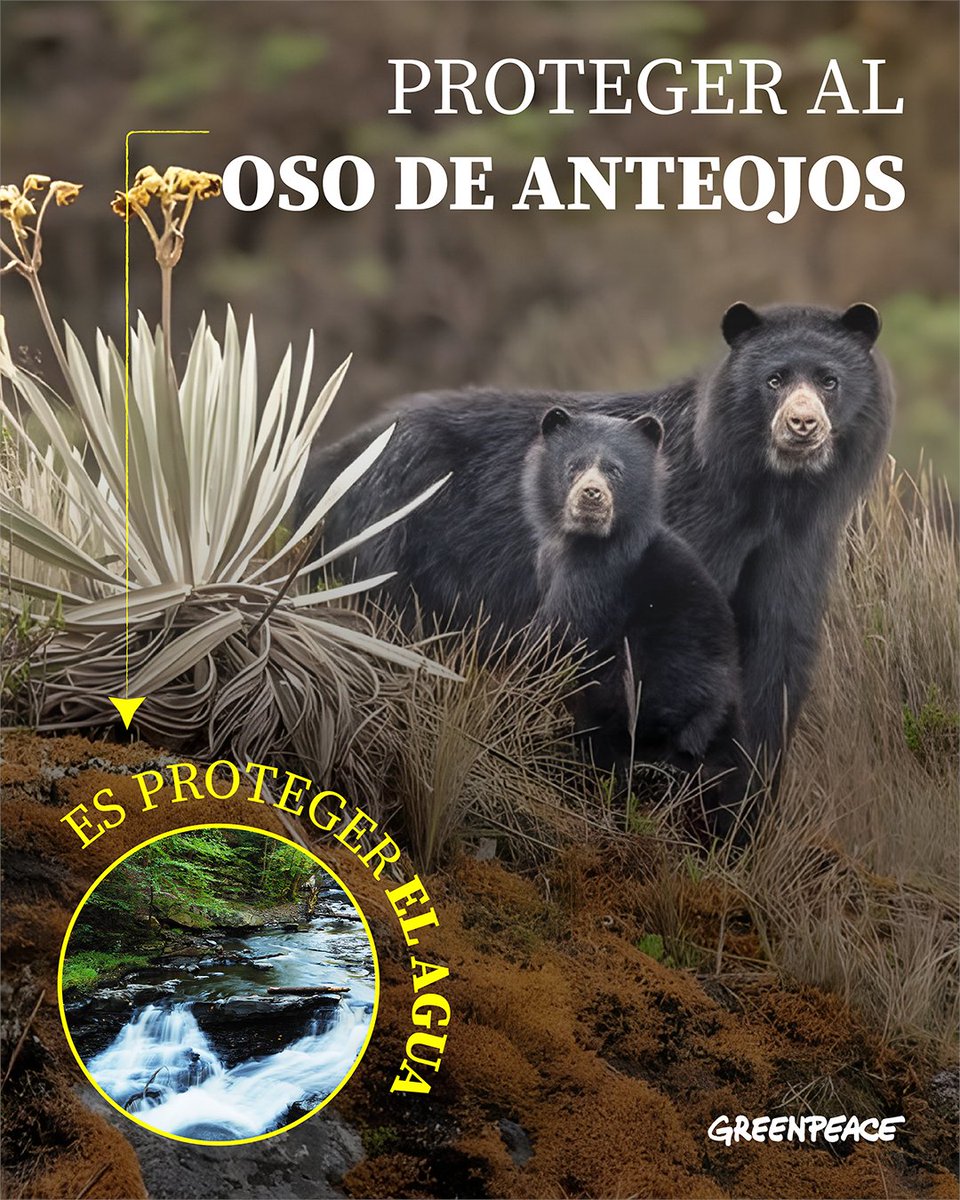 Greenpeace Colombia tweet media